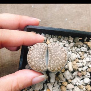 Lithops thạch lan lớn 3 - 3.5 cm luôn chậu 150k