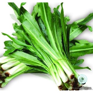 Ngò Gai RĐ 76 - Rạng Đông