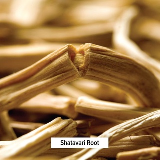 Banyan Botanicals Shatavari Powder - Bột Shativari