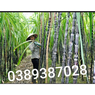 mía tím,siêu ngọt,siêu mềm,4kg