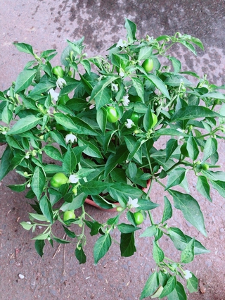Cây Ớt Kiểng