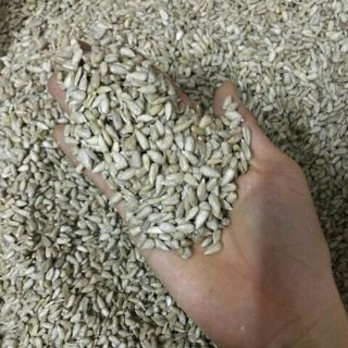 500GR NHÂN HƯỚNG DƯƠNG Sống