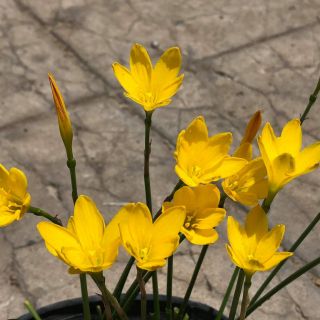 1 củ mẹ huệ mưa vàng citrina