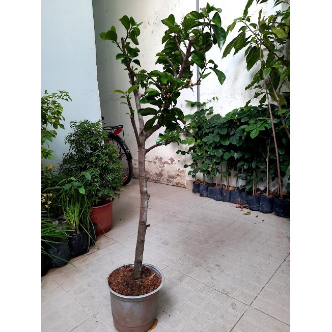 Cây Chay, chiều cao khoảng 80cm