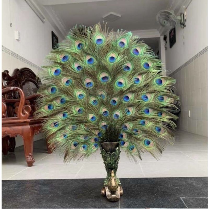 Bình hình chim Công
