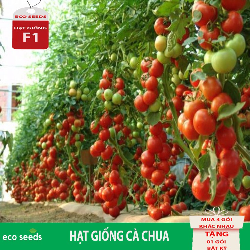 HẠT GiỐNG CÀ CHUA Q11 Eco seeds KLT 100mg. Tỷ lệ nảy mầm cao, Cây ra trái sai, phẩm chất ngon