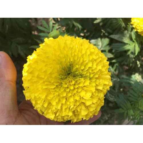HẠT GIỐNG HOA VẠN THỌ CAO LỠ MÀU VÀNG CHANH - GÓI 20 HẠT