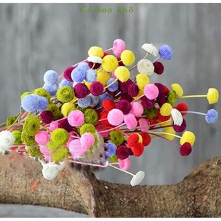 20 bông hoa cúc nấm - cúc nút áo nhỏ khô Trang trí, decor chụp ảnh Vintage