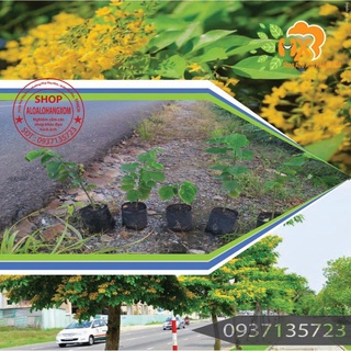 combo 5 cây giáng hương cây giống.