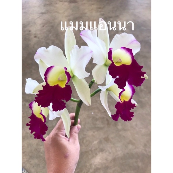 Cattleya Cây Giống Anna Dễ Trồng Hoa To Và Thơm