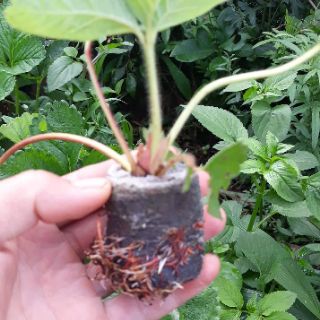 Bộ 100 viên nén xơ dừa ươm hạt