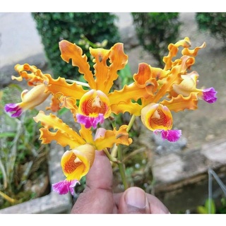 Hoa lan ống điếu cây trưởng thành sắp hoa