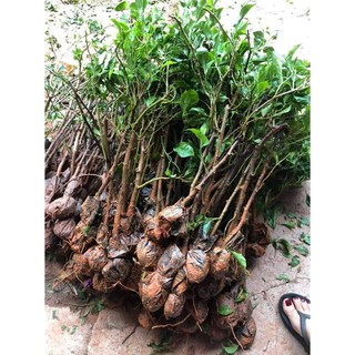 COMBO 3 CÂY HOA GIẤY NGŨ SẮC