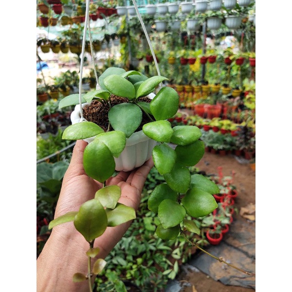 Cẩm cù Hoya Brevialata