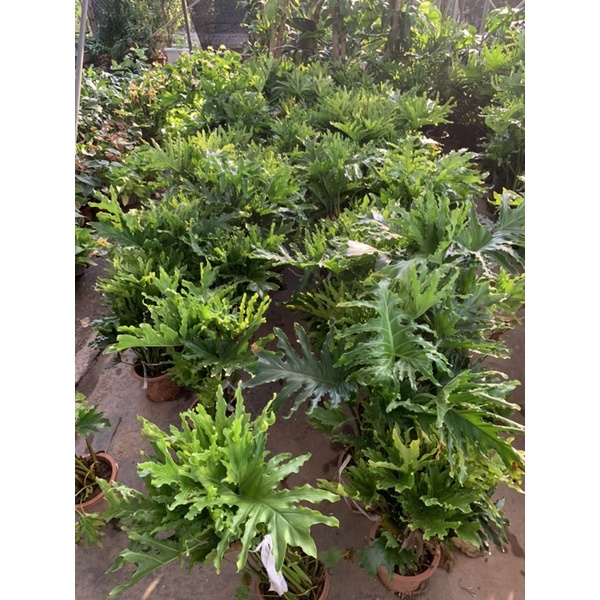 Cây trầu bà lá xẻ, trầu bà thanh xuân cao 50cm, cây cảnh phong thủy trồng trong nhà, mang đến tài lộc, may mắn
