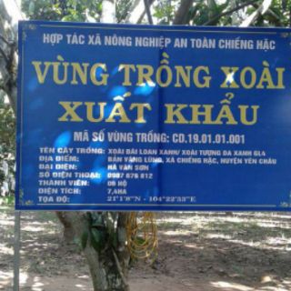 Xoài chuẩn Yên Châu!