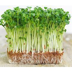 Hạt giống rau mầm củ cải trắng 50gr