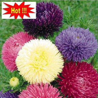 Hạt giống Cúc magic 50 hạt nhiều màu