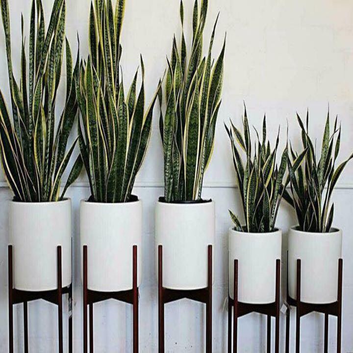 Kệ Gỗ Để Chậu Cây Cảnh - Kệ Decor
