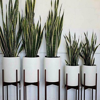 Kệ Gỗ Để Chậu Cây Cảnh - Kệ Decor