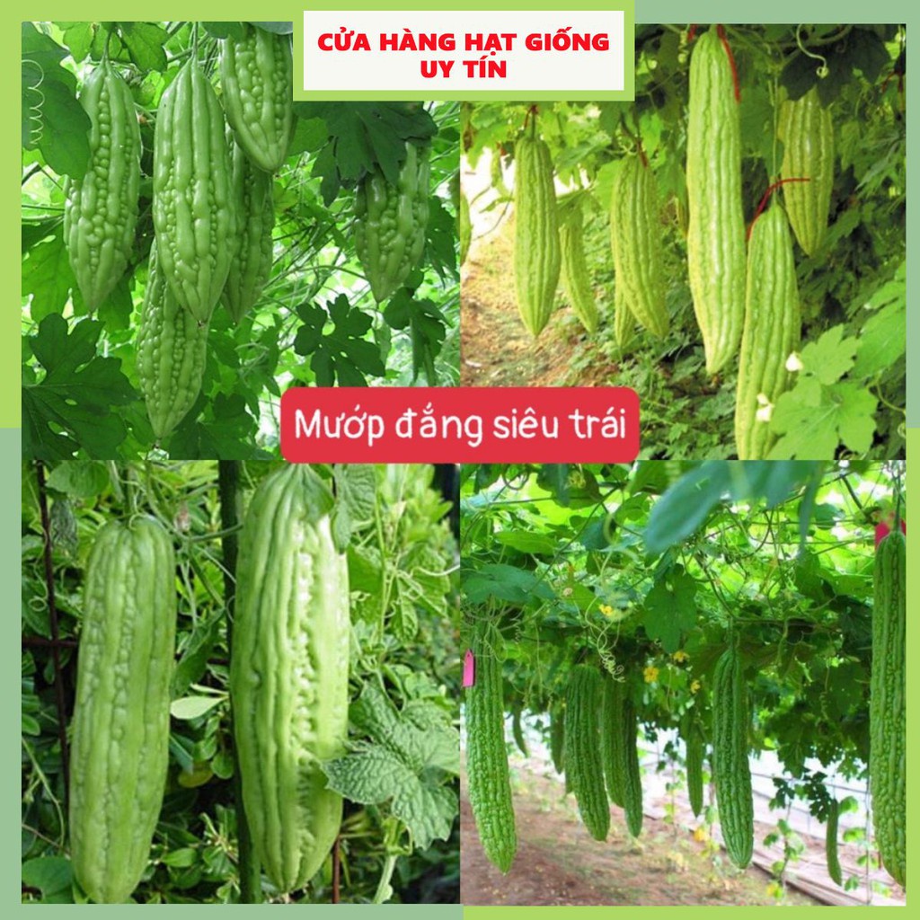 Hạt Giống Mướp Đắng (Khổ Qua) Siêu Trái F1 [ gói 100gram,200gram,500gram]