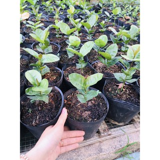 Bông trang cam Đài Loan