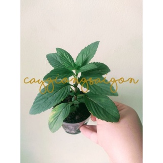 Cây húng cây/ húng bạc hà rau gia vị