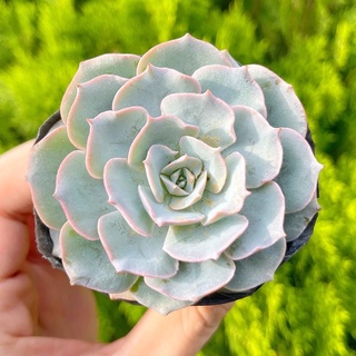 Sen đá hồng phấn 5-7cm - Vườn sen đá
