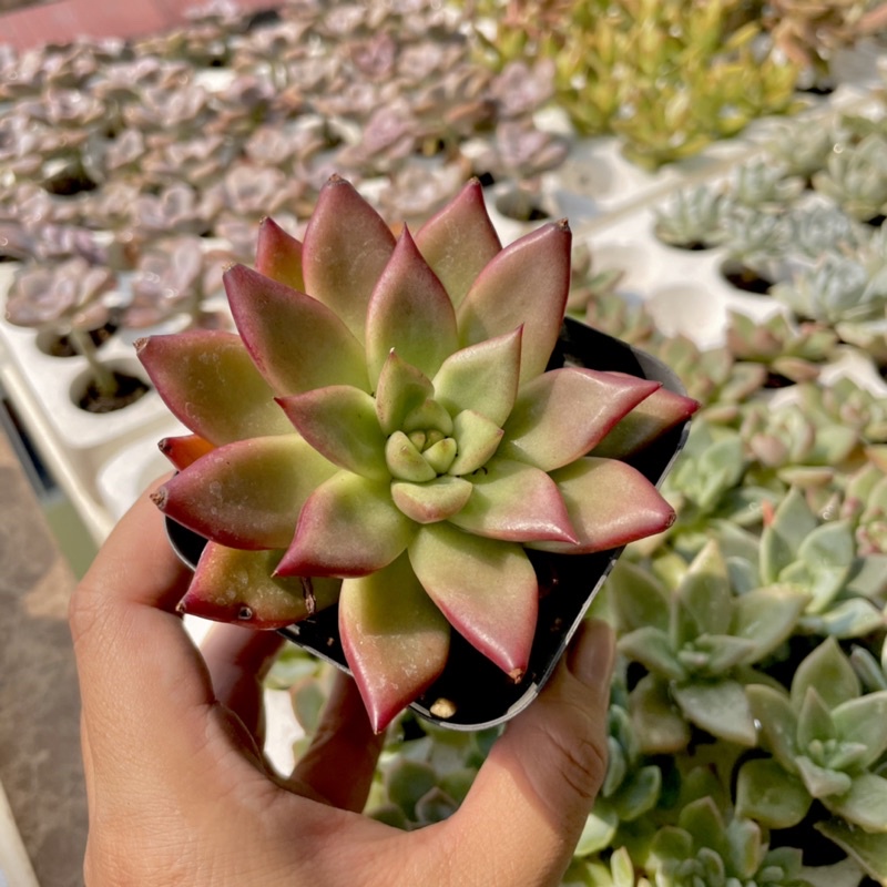 Sen Đá Đế Vương ( 6cm ) - giao ngẫu nhiên