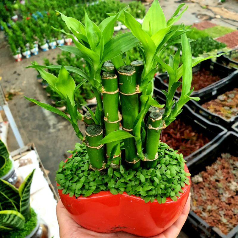 Cây Trúc Phát Lộc💖SIÊU RẺ💖 Trúc Phú Quý Gieo Cỏ Mang Lại Tài Lộc Cho Gia Chủ Thích Hợp Trang Trí Nội Thất
