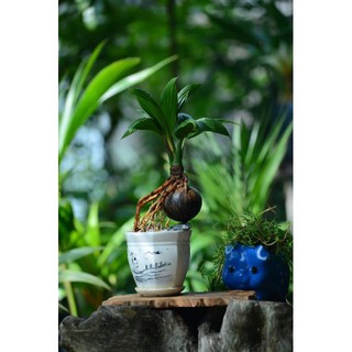 Cây Dừa bonsai  - Cây Giống Nhập Khẩu