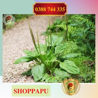 ✅[CHÍNH HÃNG] 1kg Bông Mã Đề (Khô, Sạch, Thơm)
