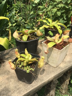 Cây nắp ấm bắt côn trùng