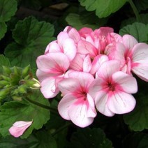 Hạt giống Hoa Phong Lữ Thảo