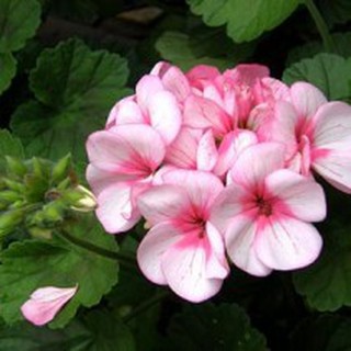 Hạt giống Hoa Phong Lữ Thảo