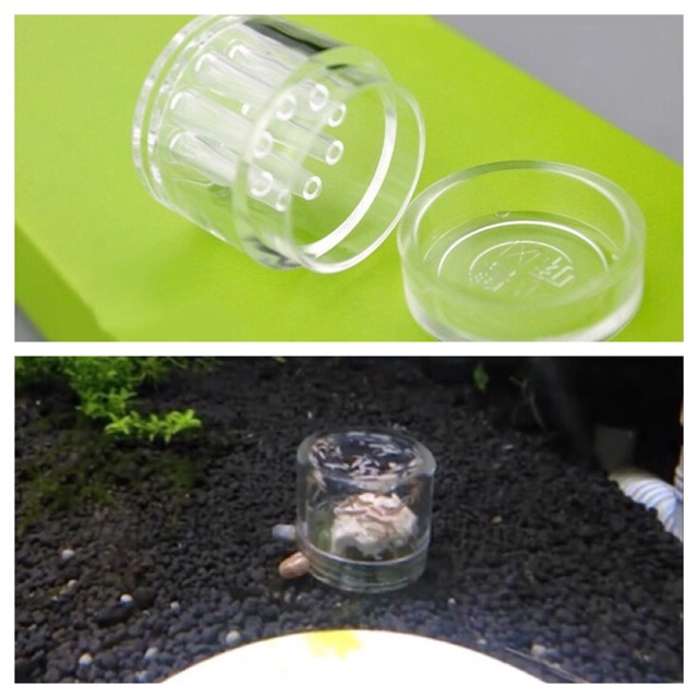 Bẫy Sán Acrylic Siêu Trong - Hỗ Trợ Diệt Sán Nhanh Chóng - An Toàn - Hiệu Quả Cho Bể Tép, Bể Thủy Sinh