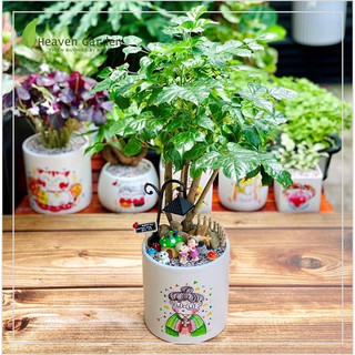 CÂY HẠNH PHÚC KÈM CHẬU VẼ TIỂU CẢNH ( CÂY ĐỂ BÀN)