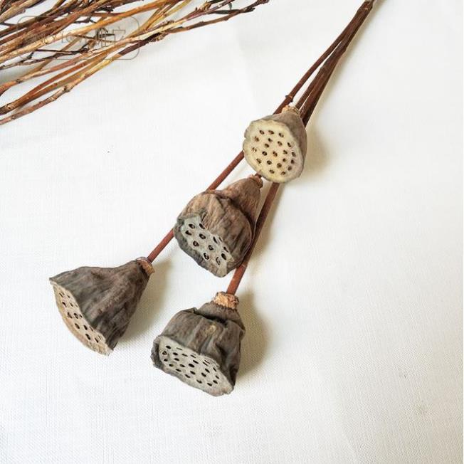 Đài Hoa Sen Khô Tự Nhiên Trang Trí Decor