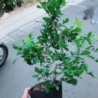 Cây Nguyệt Quế Bonsai