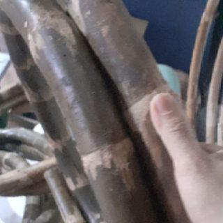 Vòng Lắc Eo Mây Có ViDeo Thật