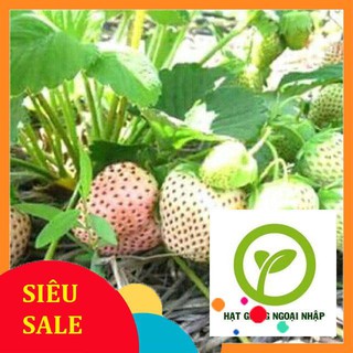 Gói 100 hạt giống dâu tây trắng F1 HAT F1