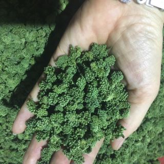 500g nụ hoa tam thất