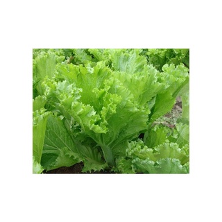 TRIMIX DT HYDROPONIC 100ml - Dung dịch thủy canh cây kiểng169