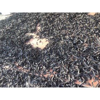 Bồ kết khô giòn 12k/100g