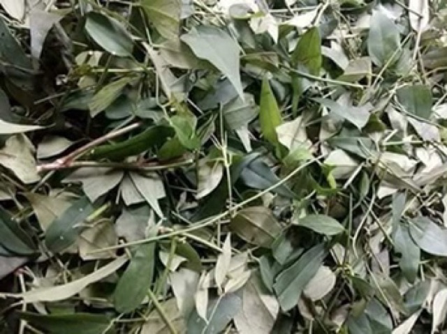 Chè vằng chuẩn dân tự phơi 1 kg lợi sữa, giảm cân