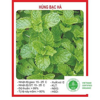 0.1g Hạt giống Húng bạc hà (húng lủi) (tặng gói Kích nẩy mầm và Hướng dẫn) THUTHUY