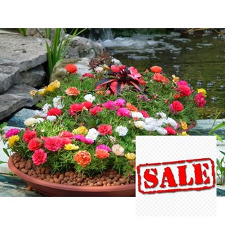 hạt giống hoa mười giờ kép  nhiều màu 200 hạt xuất xứ mỹ SALE
