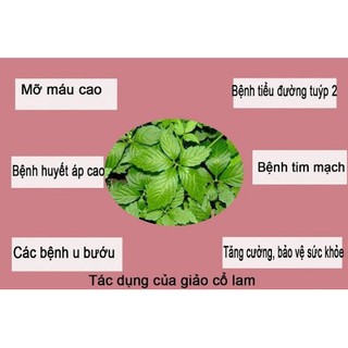 Giảo cổ lam rừng 1.5kg