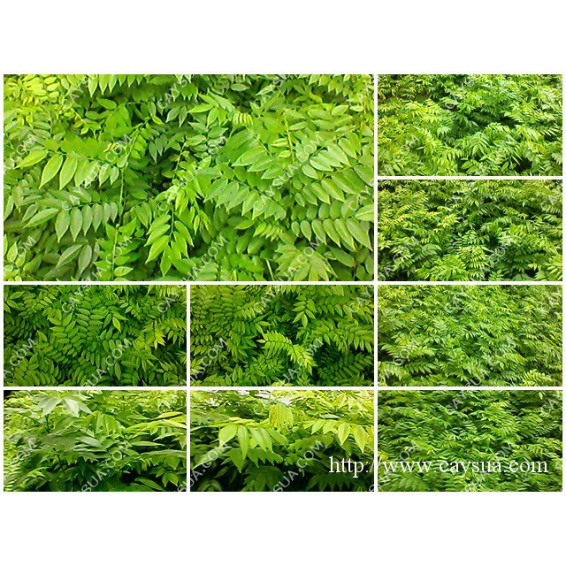 CÂY GIỐNG CÂY SƯA ĐỎ, CÂY CAO ĐẸP