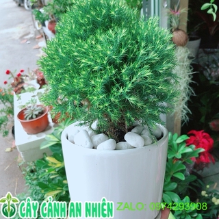 Chậu Cây Tùng Bồng Lai